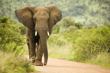 Wild African elephant in the Pilansburg nature reseve in South Africa