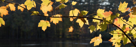 Close up of a maple tree branch in fall and the leaves are a golden hue from sunlight.の写真素材
