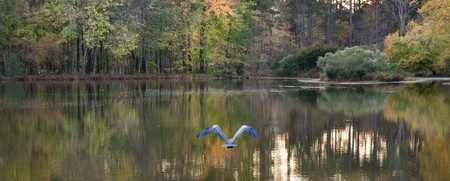 A photo of a blue heron from behind while it flies across a lake in the fall.の写真素材