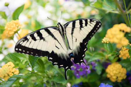 Up close yellow swallowtail butterfly perched on flowers in a garden.の写真素材