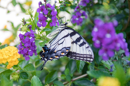 Up close yellow swallowtail butterfly perched on flowers in a garden.の写真素材