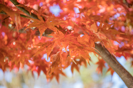 Bright and vibrant close up photo of Japanese Maple leaves on a tree in autumn.