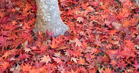 Fallen autumn Japanese maple leaves scattered on the ground around a tree trunk.の写真素材