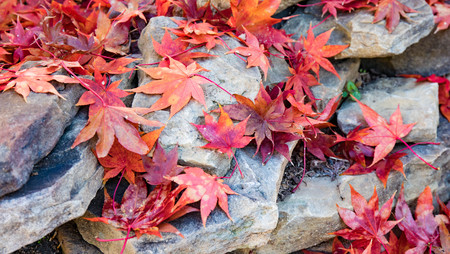 Fallen autumn Japanese Maple leaves scattered over rocks.