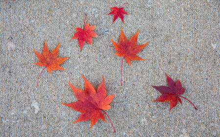 Six vibrant red japanese maple leaves scattered on the sidewalk in the fall.の写真素材
