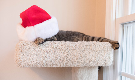 A sweet photo of a cat napping with a Santa hat.の写真素材