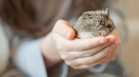 A young girl cradling an adorable hamster in her hands.の写真素材