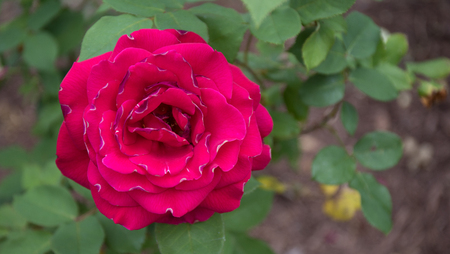 A gorgeous bokeh shot of a bright red rose with green leafy background.の写真素材