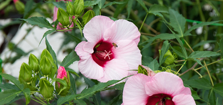 A bee pollinating a large pink and red hibiscus flower with a green leafy background.の写真素材