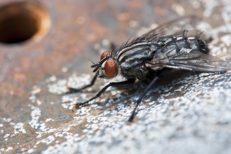 Housefly on background of rusty metal.Closeup photo.の写真素材