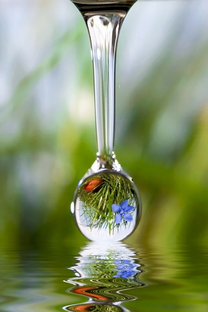 Drops of nature.  Green drop of water with mountain flower.の写真素材