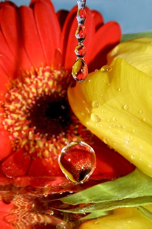drop; drops; star; flower; gerbera; close up; glass; wine glass; color; colorful; claret; red; yellow; green; reflection; elegance; evening; date; rendezvous; meeting; fluctuation; vacillation; macro; water; liquid; tulip; mirror; surface; tear; tears; heの写真素材