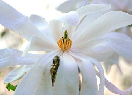 Flower of white magnolia の写真素材