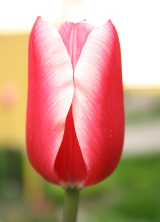 Solitary red tulip の写真素材