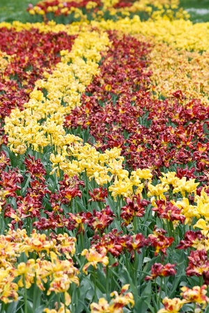 Spring flowers - beautiful tulips. の写真素材