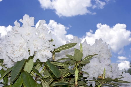 White flowers against cloudy sky の写真素材