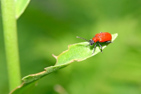 Mating of red beetles on spring meadow の写真素材