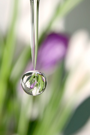 Drops of nature  の写真素材