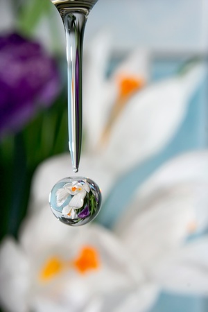 Drops of nature  の写真素材