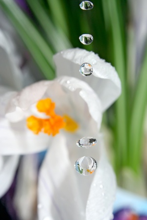 Drops of nature  の写真素材