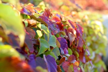 Autumn background の写真素材