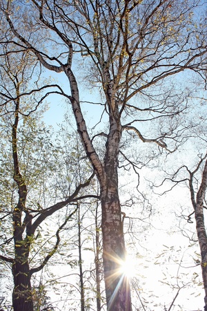 Winter sun  の写真素材