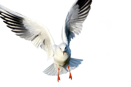 Isolated seagull on white background の写真素材