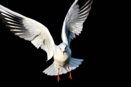 Isolated seagull on black background の写真素材