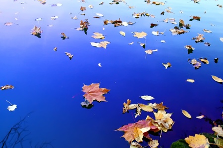 Autumn leafs  Blue water の写真素材