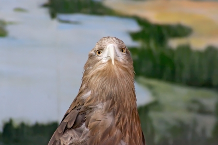 Hunting birds - eagle の写真素材