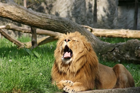 Yawning lion.の写真素材