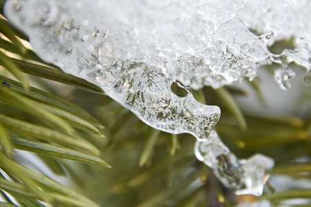 Seasons - winter forest.の写真素材