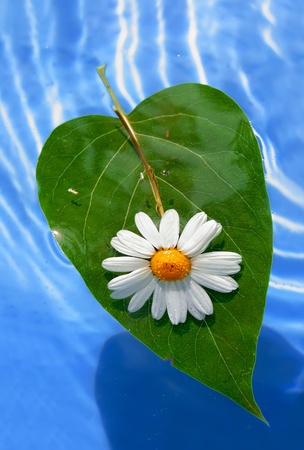 Little flower of chamomile on a leaf. の写真素材