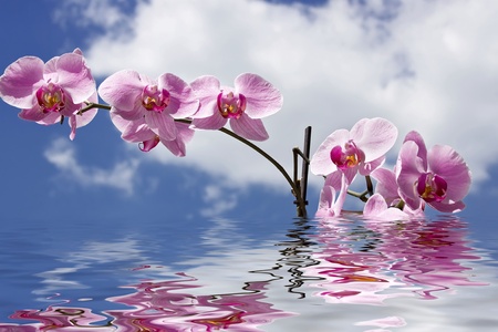 Magenta orchid reflected in clear water. の写真素材