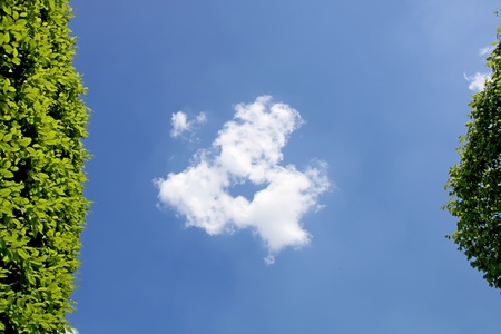 Abstract view of hedge against blue sky. 
