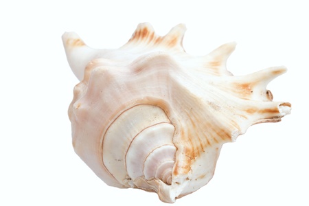 Interesting shell from south seas.の写真素材