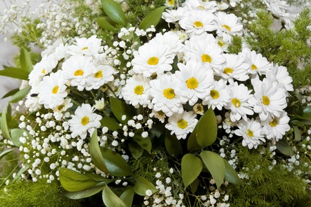Optimistic wild flowers - marguerite の写真素材
