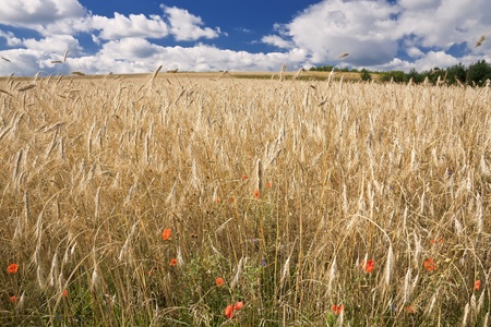 Harvest time - ripe corn  の写真素材