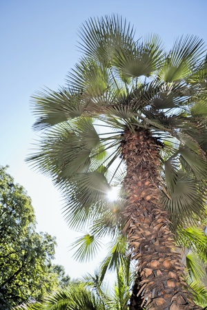 Shape of tropical palm   の写真素材