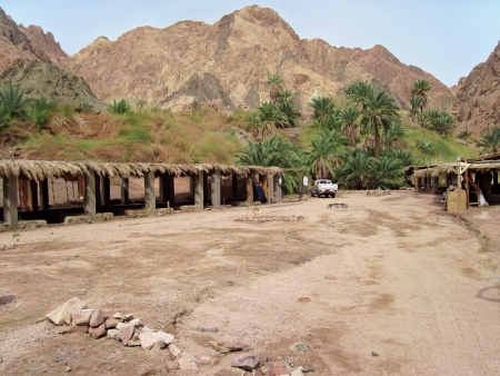 Green oasis on Sinai の写真素材