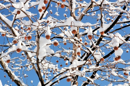 Winter trees covered snow