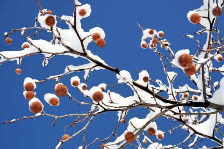 Winter trees covered snowの写真素材