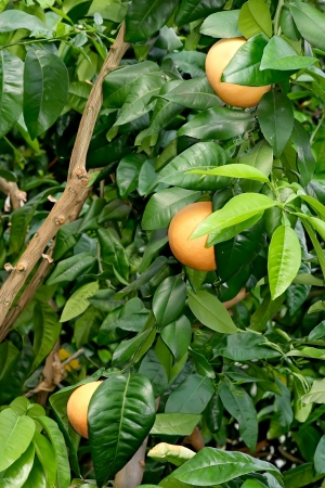 Plantation of citrusesの写真素材