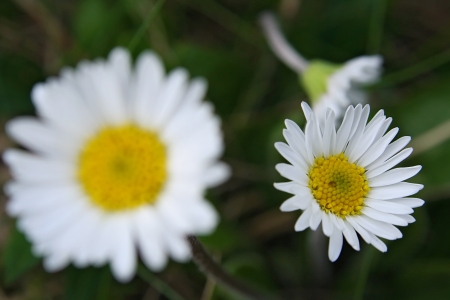 High mountains in the Europe  Flowers on a mountain pastures の写真素材