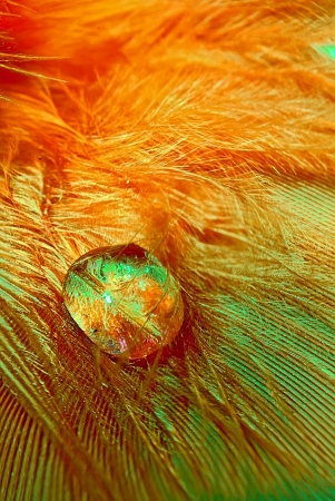 Drops and feathers, mixed light and colors の写真素材