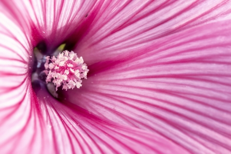 Flowers Mallow  Malva neglecta  with morning dew の写真素材