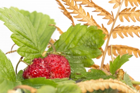 Freshness  Autumn wild strawberry with fernの写真素材