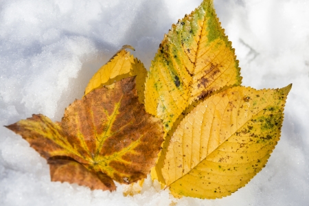 Late autumn in vineyard  Golden leafs of grapes on the snowの写真素材
