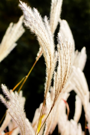 Bright reeds  の写真素材