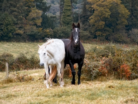 Horses near Restormel castle  Cornwall in Great Britain の写真素材